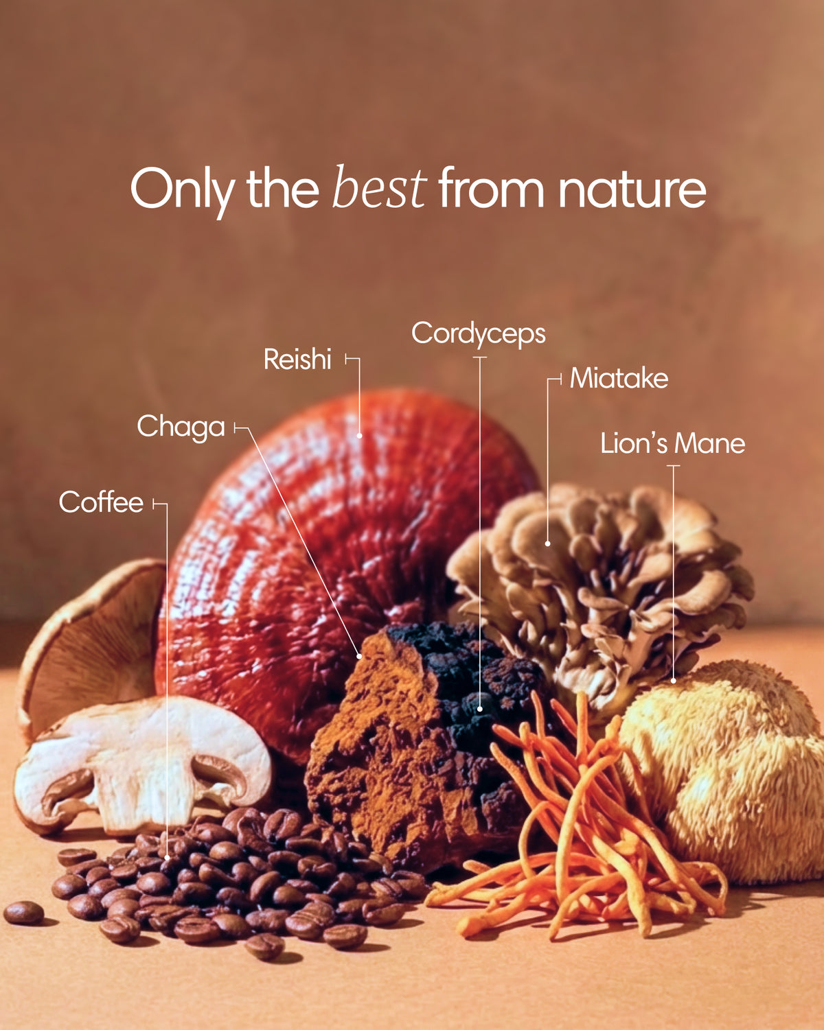 Clearly mushroom coffee package showing the contents, including coffee sachets and mushroom extract ingredients.