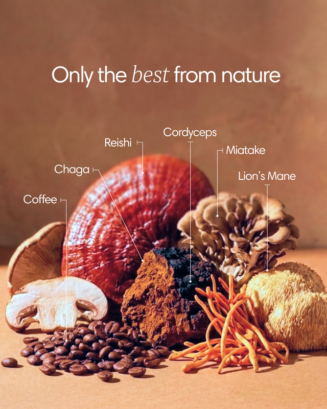 Clearly mushroom coffee package showing the contents, including coffee sachets and mushroom extract ingredients.
